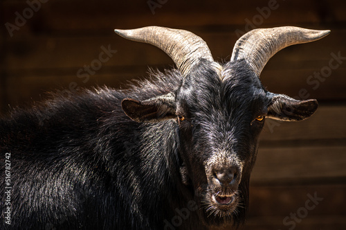 close up of a goat