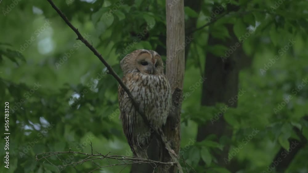 Bird Of Prey Species - Tawny Owl Strix Aluco Bird Of Prey Species - Tawny Owl Strix Aluco