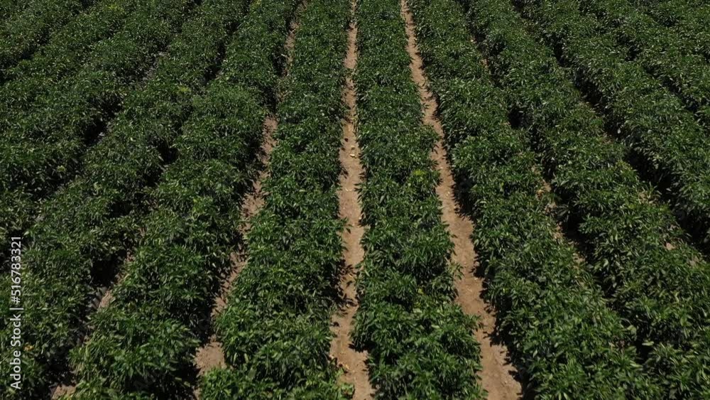 Video of a farm in the Palm Spring Valley in California, which is close to Los Angeles, USA. Video of a farm in the Palm Spring Valley in California, which is close to Los Angeles, USA.