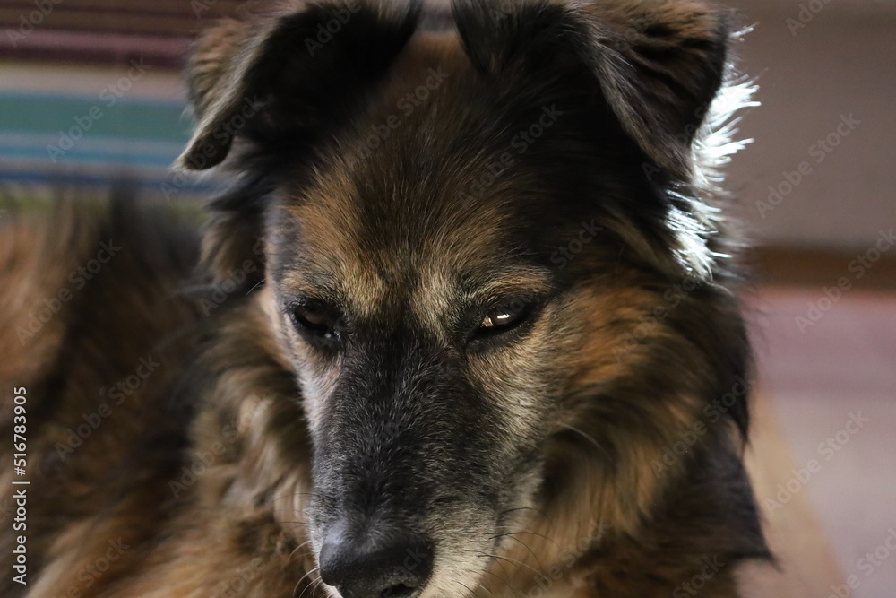 Portret Stock Photo Adobe Stock