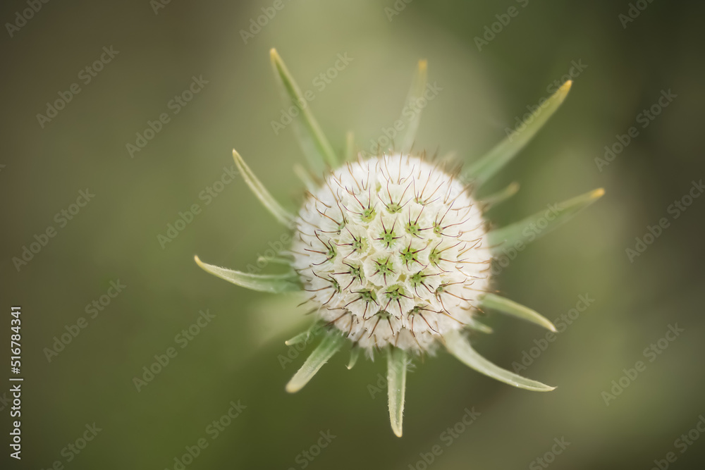 Scabiosa ochroleuca. Makroaufnahme Scabiosa ochroleuca. Makroaufnahme