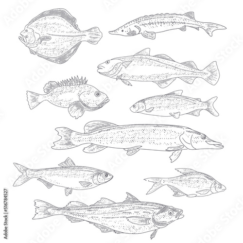 A set of river and sea fishing. Collection of fish in engraving style, isolated on a white background