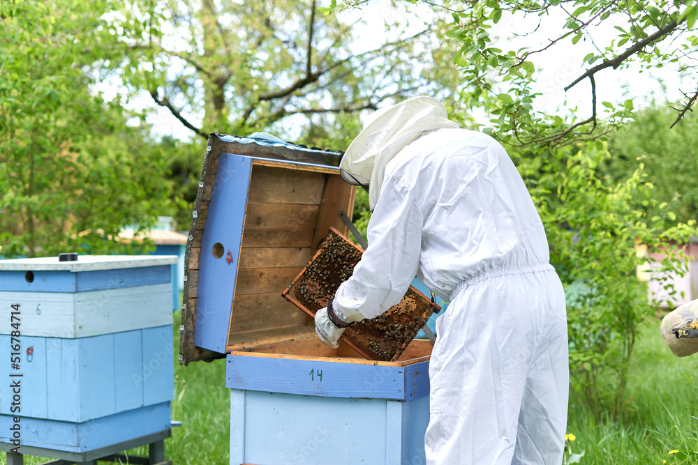 Back of a beekeeper working on a farm Back of a beekeeper working on a farm