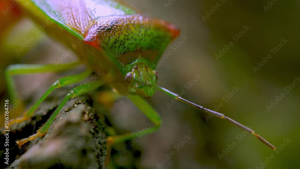 Beetles Stink Bug Close-up