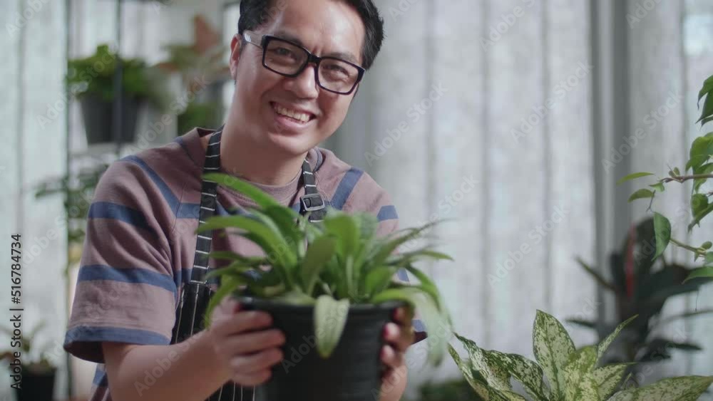 Close Up Of Smiling Asian Man Holding And Showing The Plant To Camera At Home
Close Up Of Smiling Asian Man Holding And Showing The Plant To Camera At Home
