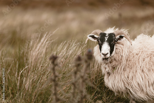 The sheep graze in the hills