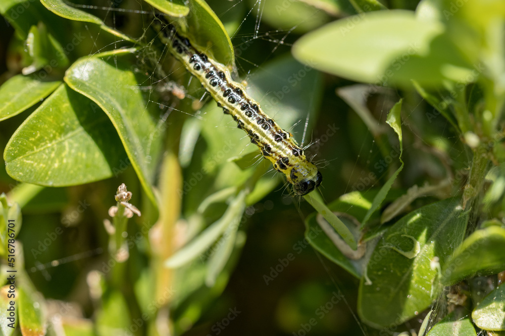 Detail of a caterpillar on a buxus leaf. Detail of a caterpillar on a buxus leaf.