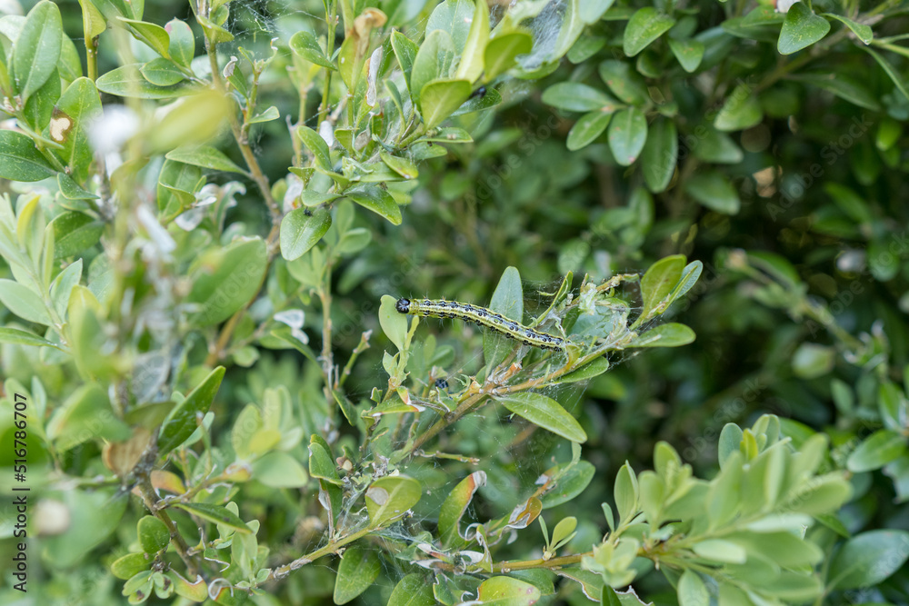 Detail of a caterpillar on a buxus leaf. Detail of a caterpillar on a buxus leaf.