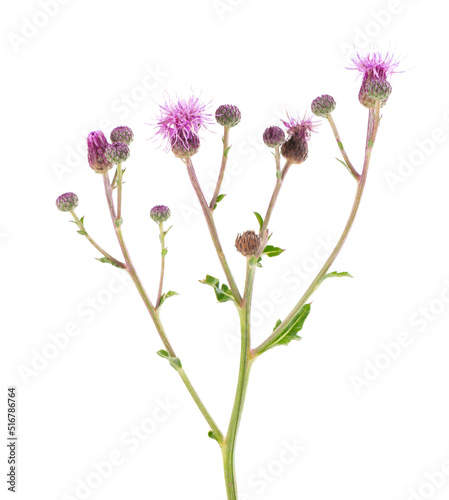 Cirsium arvense bush with flowers, isolated on white background. Herbal medicine. Clipping path.