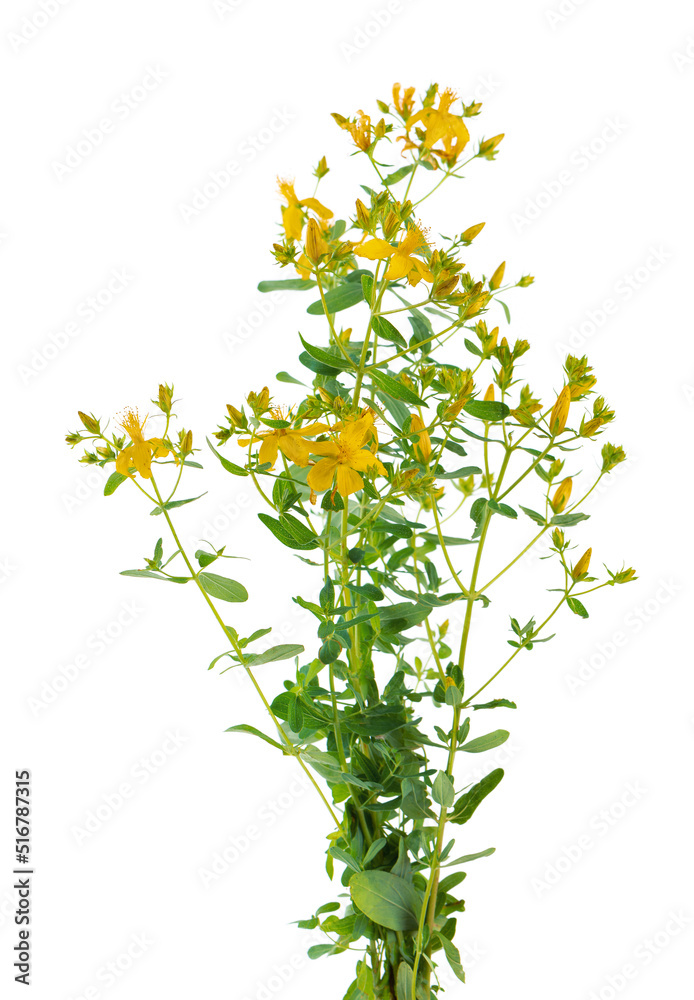 Hypericum perforatum bush with yellow flowers, isolated on white background. St. John's wort. Herbal medicine. Clipping path.