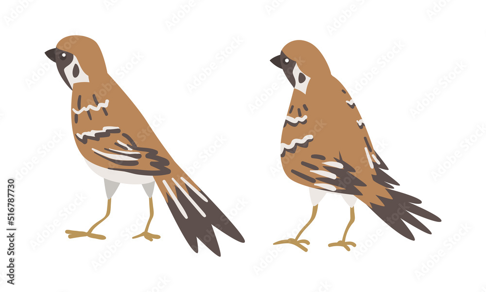Fototapeta premium Sparrow as Brown and Grey Small Passerine Bird with Short Tail Standing Vector Set