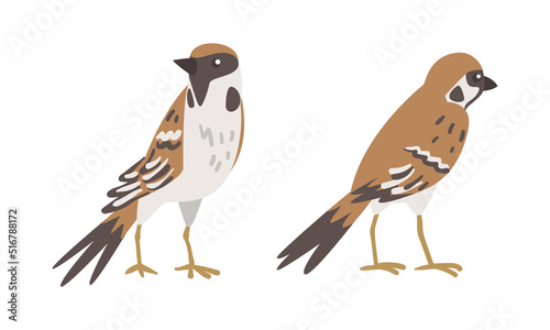 Sparrow as Brown and Grey Small Passerine Bird with Short Tail Standing Vector Set