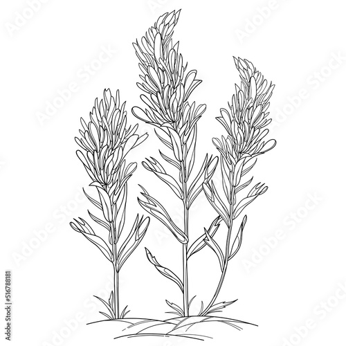 Bunch with outline Castilleja or Indian paintbrush flower, bud and leaves in black isolated on white background. 