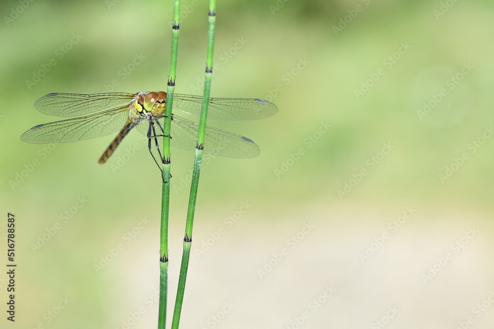 Samica ważki szablaka krwistego (Sympetrum sanguineum) na łodydze sitowia bagiennego/ leśnego (Scirpus sylvaticus) Samica ważki szablaka krwistego (Sympetrum sanguineum) na łodydze sitowia bagiennego/ leśnego (Scirpus sylvaticus)