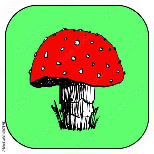 Hand drawn mushroom ink illustration. Amanita fungi colored vector.