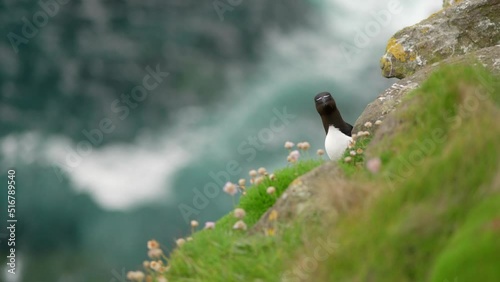 A razorbill (Alca torda) peaks out from behind a rock on a grassy cliff looking towards the camera in a seabird colony with turquoise water and flying seabirds in the background on Handa Island. photo