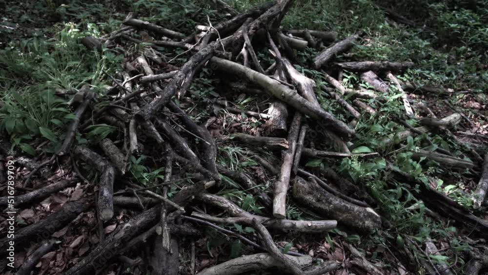 Pile of branches from falling trees collected by boy scouts during scout training. Pile of branches from falling trees collected by boy scouts during scout training.