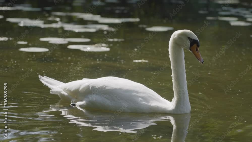 Slow motion cinematic view of swans in Detroit Park Slow motion cinematic view of swans in Detroit Park