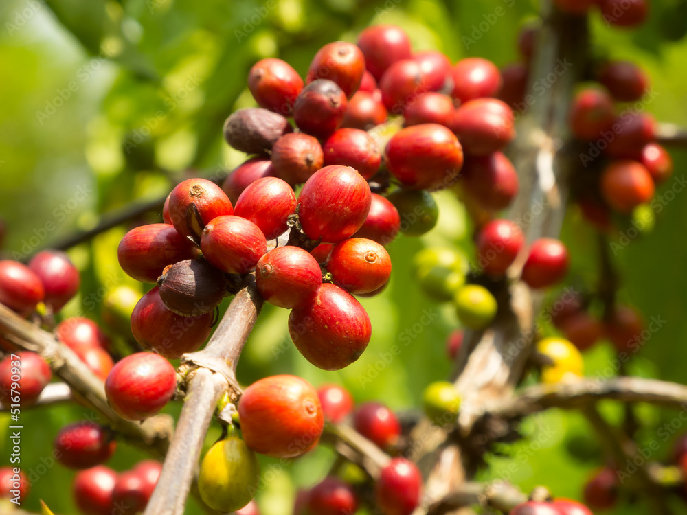 Coffee beans maturity and ready to harvest Coffee beans maturity and ready to harvest