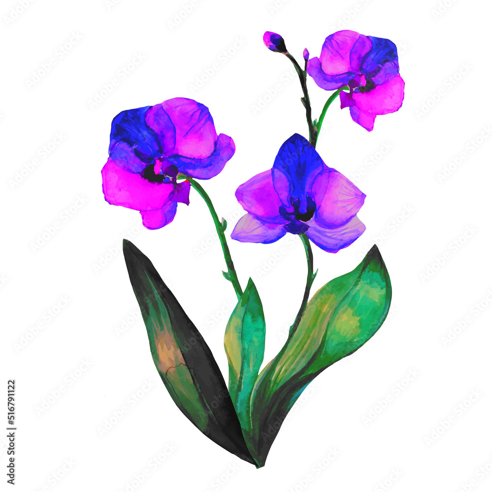 orchid plant illustration, tropical orchid flowers phalaenopsis