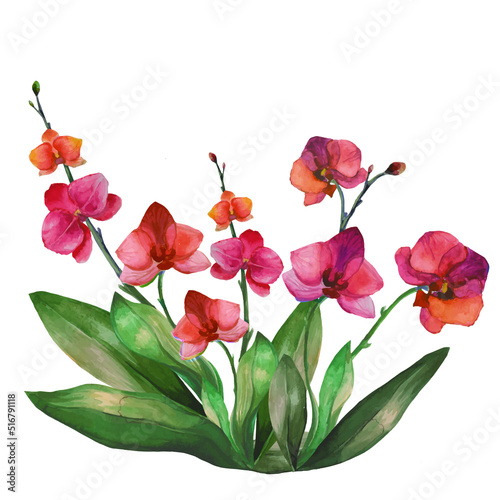 orchid flowers illustrations, tropical phalaenopsis orchid flowers