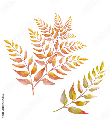 set dry dead leaves on a branch illustrati watercolor