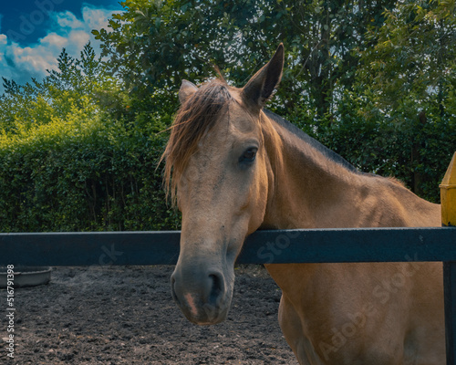 pose equina