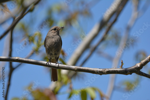 Redstart on twig in tree, insect in beak
