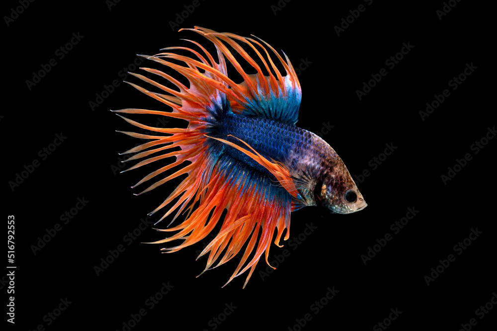 Crown Tail Betta, Siamese fighting fish, blue and orange coloured pla-kad ( biting fish) Thai; betta isolated on black background with clipping path Crown Tail Betta, Siamese fighting fish, blue and orange coloured pla-kad ( biting fish) Thai; betta isolated on black background with clipping path