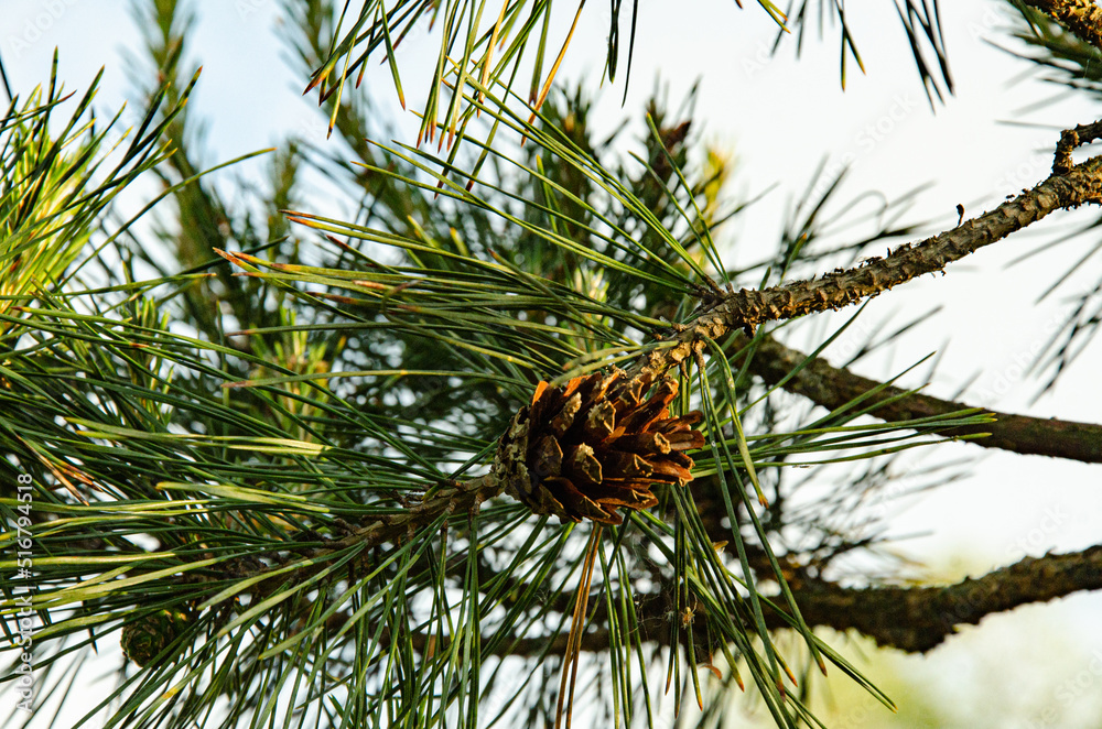 Pine branch with cones against the blue sky, summer day.