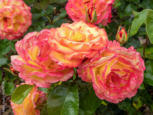 Beautiful roses in a garden, variety Sheilas Perfume