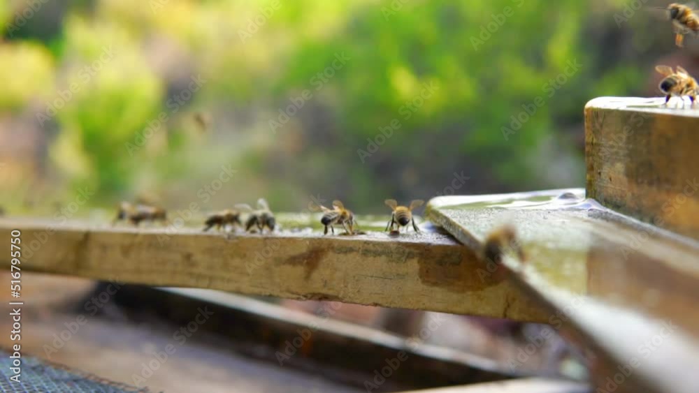 beekeeping and honeybee and agriculture and honey and honeyhive beekeeping and honeybee and agriculture and honey and honeyhive