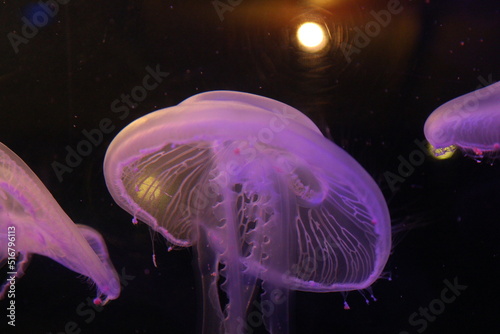 jelly fish in aquarium lit by purple light