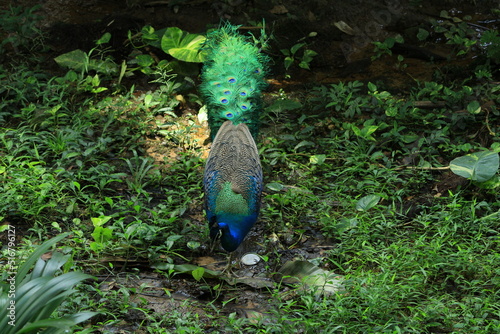 peacock in the garden