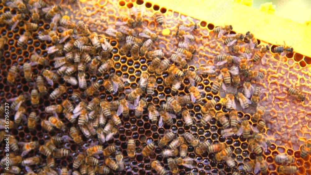 beekeeping and honeybee and agriculture and honey and honeyhive beekeeping and honeybee and agriculture and honey and honeyhive