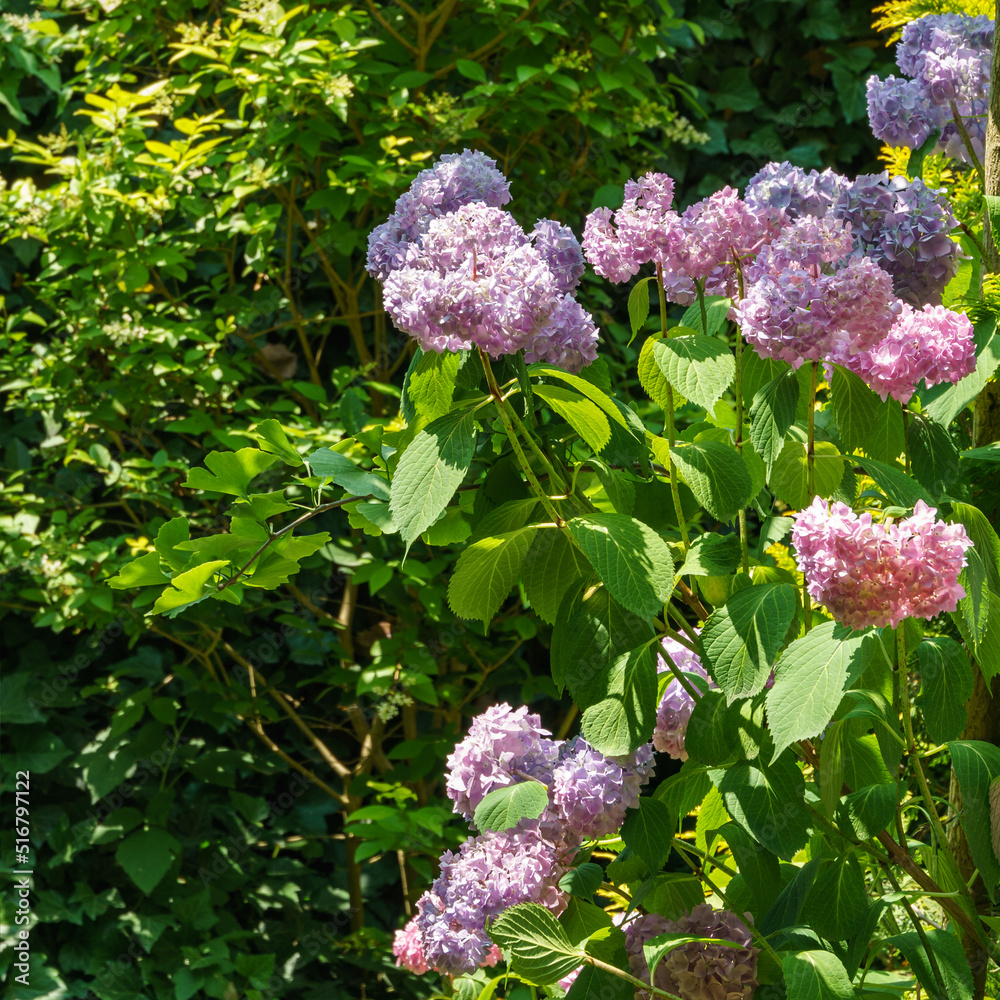 Soft selective macro focus of multicolored pink flowers hydrangea macrophylla against evergreen background. Elegant summer flower landscape, fresh wallpaper and nature background concept Soft selective macro focus of multicolored pink flowers hydrangea macrophylla against evergreen background. Elegant summer flower landscape, fresh wallpaper and nature background concept