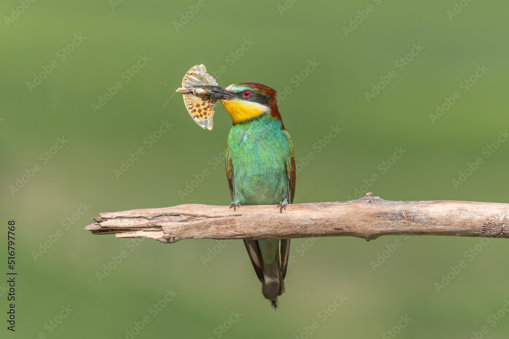 Fototapeta premium European Bee-eater (Merops apiaster) perched on branch with a butterfly in its beak.