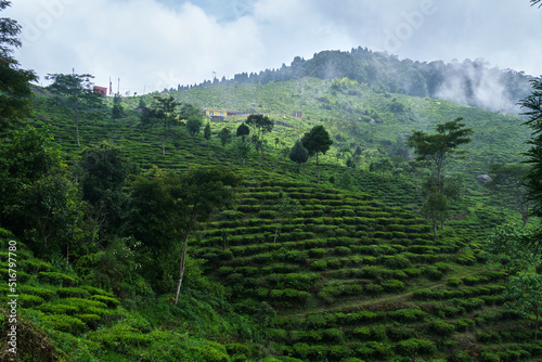 view of the Beautiful Landscape tea plantation in the hills of Darjiling, India, Nature background.