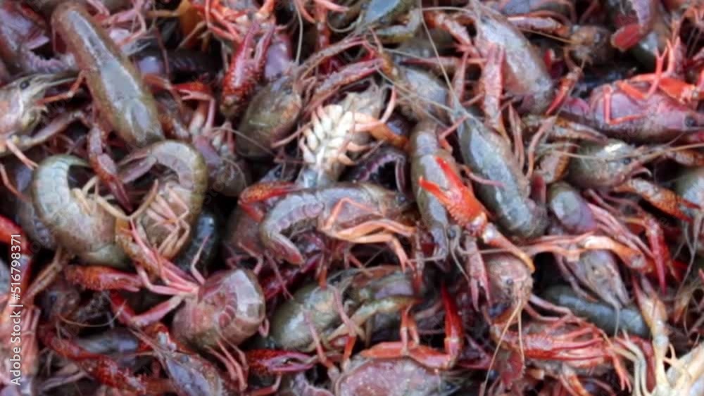 fresh crayfish arrived express from Louisiana ready for a cookout fresh crayfish arrived express from Louisiana ready for a cookout