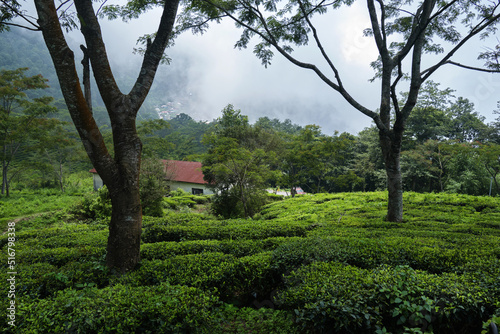 view of the Beautiful Landscape tea plantation in the hills of Darjiling, India, Nature background.