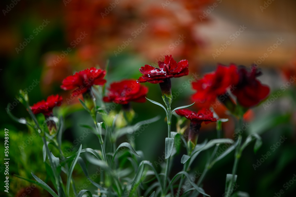 burgundy delicate flowers, mini carnations
burgundy delicate flowers, mini carnations