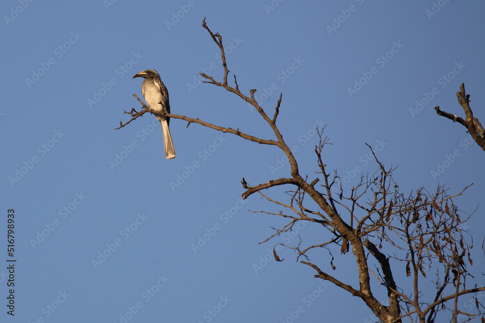 Grautoko / Grey Hornbill / Tockus nasutus Grautoko / Grey Hornbill / Tockus nasutus