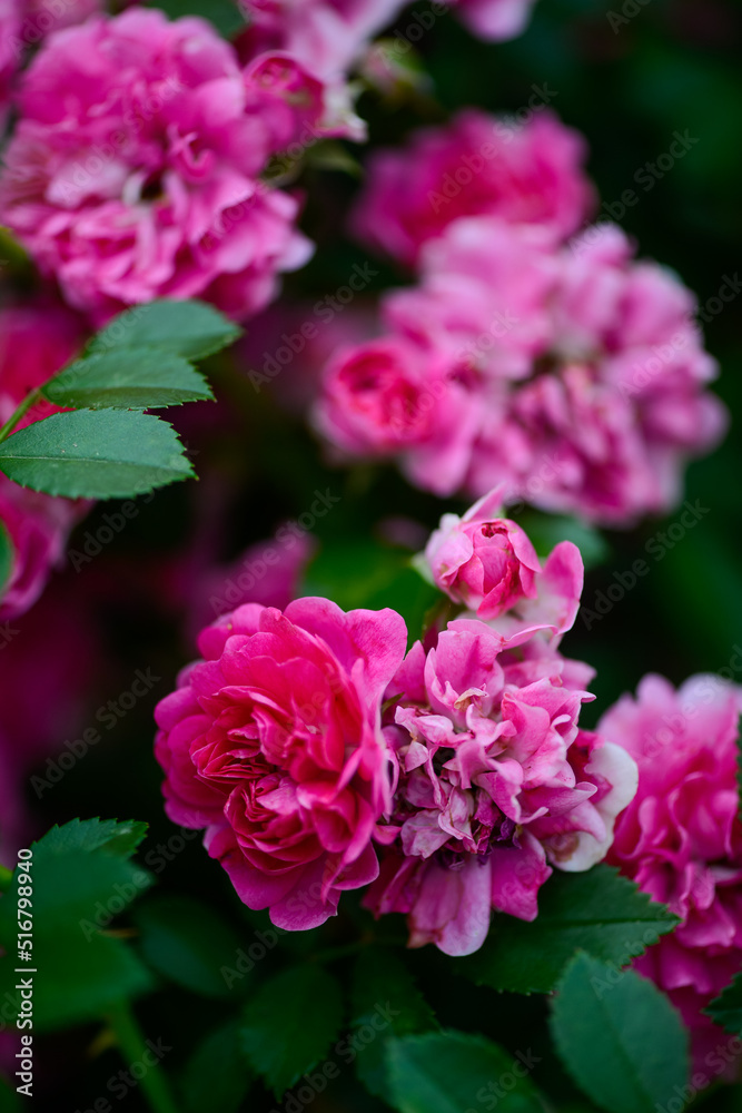 pink bush rose on branches in the garden vertical photo

