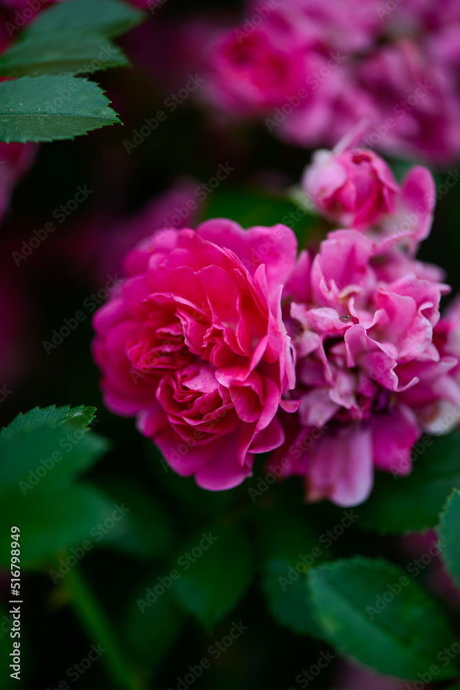 pink bush rose on branches in the garden macro photo
