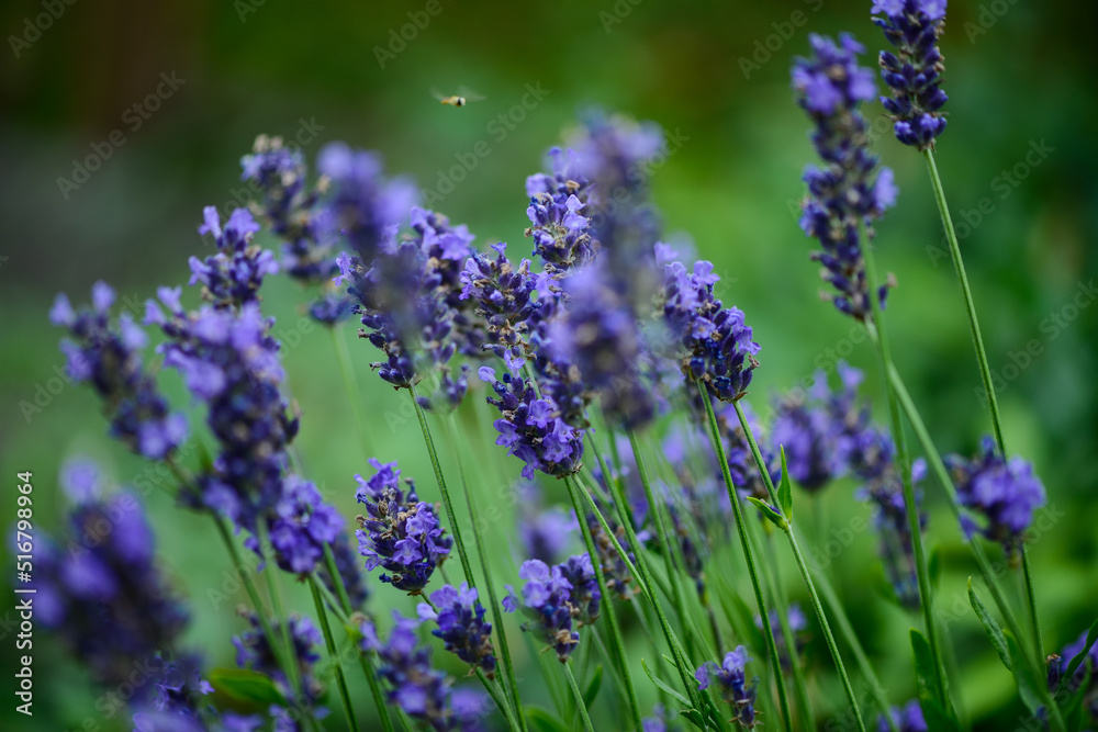 Naklejka premium lavender flowers in the field macro