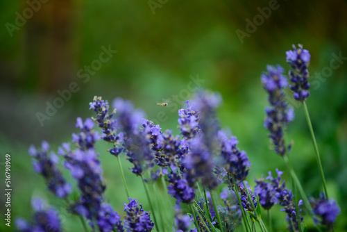 lavender flowers in the field macro photo 