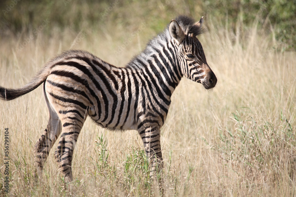 Steppenzebra / Burchell's Zebra / Equus burchellii Steppenzebra / Burchell's Zebra / Equus burchellii