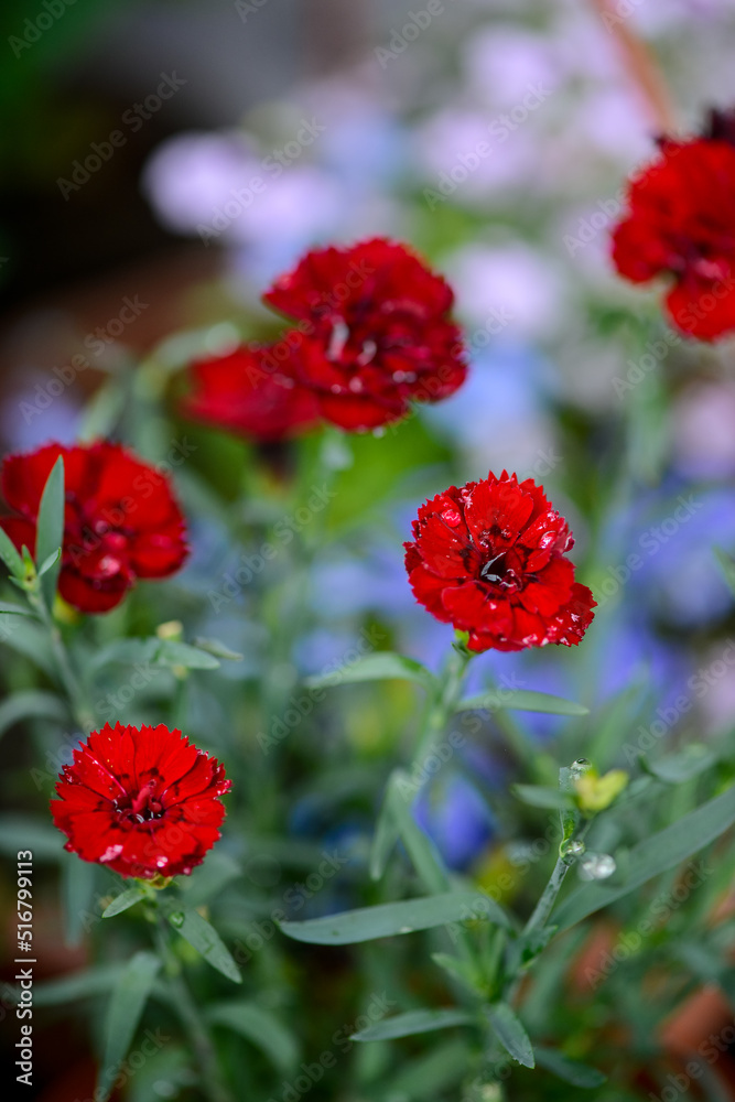 burgundy flowers mini carnations with water drops vertical macro photo
burgundy flowers mini carnations with water drops vertical macro photo