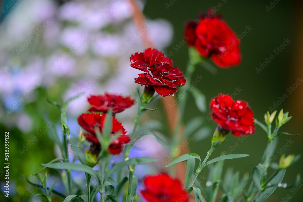 burgundy flowers mini carnations with water drops
