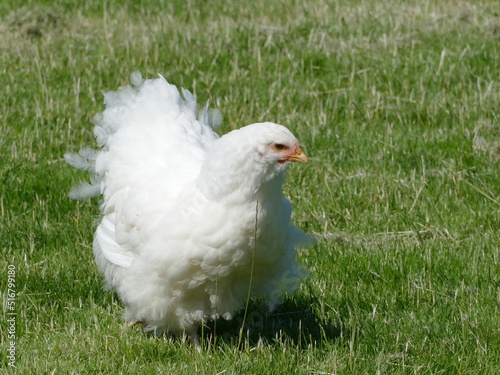 A completely white fluffy hen on a meadow